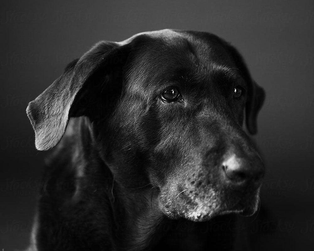 close up of dogs head