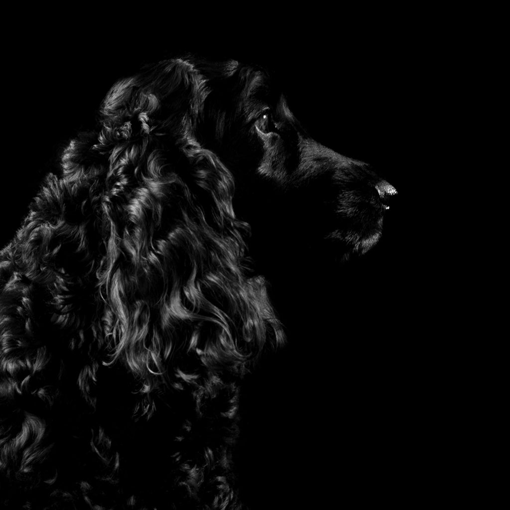 Ingredients not used in smith&burton pet care products