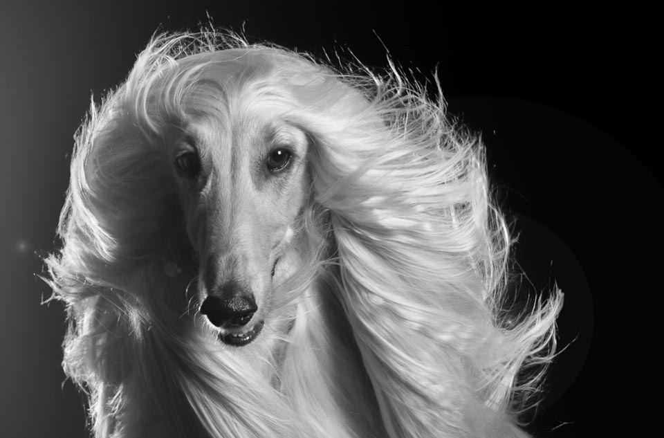 Why using a dog conditioner is so important
