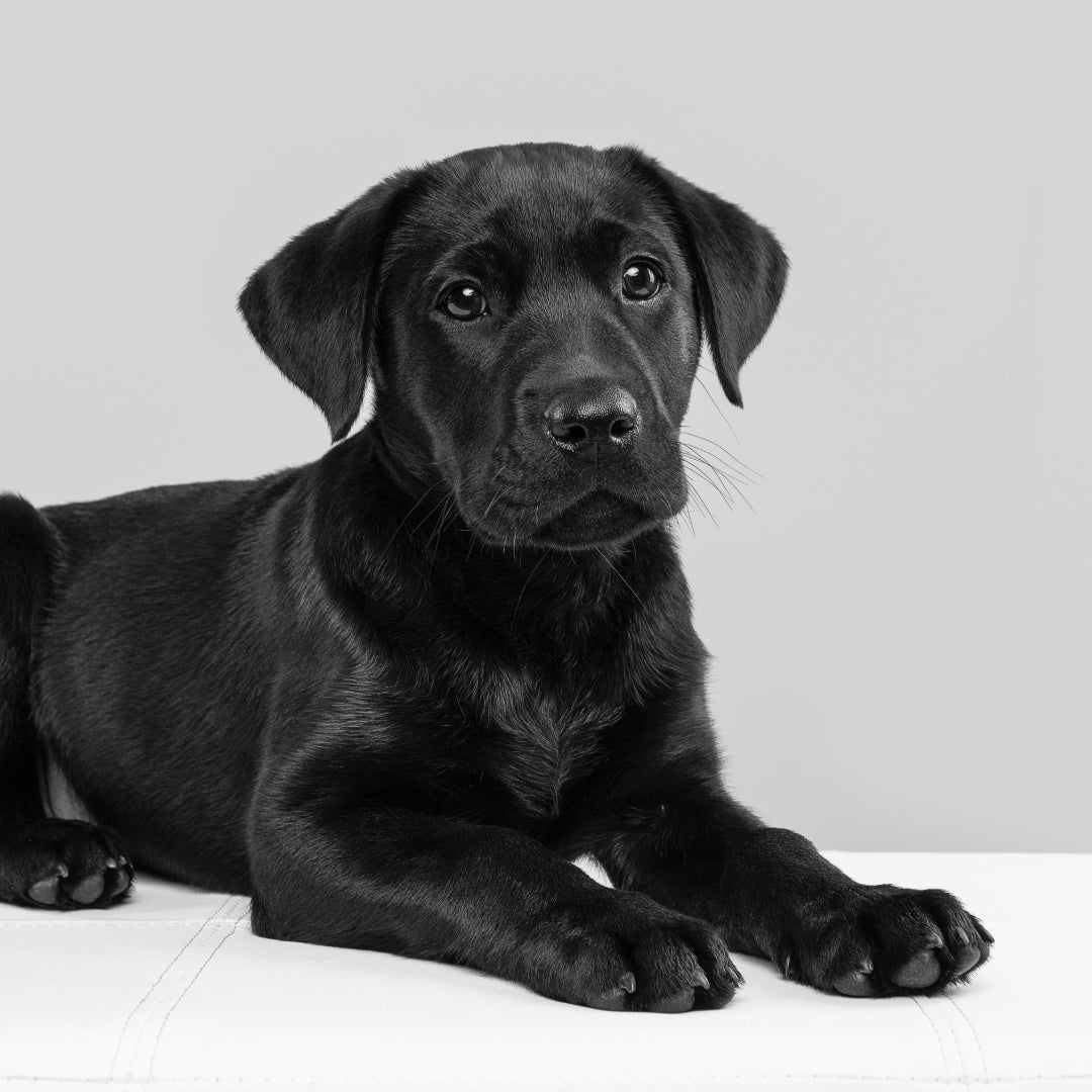 GUIDE TO HELPING YOUR PUPPY LOVE GROOMING & BATH TIME