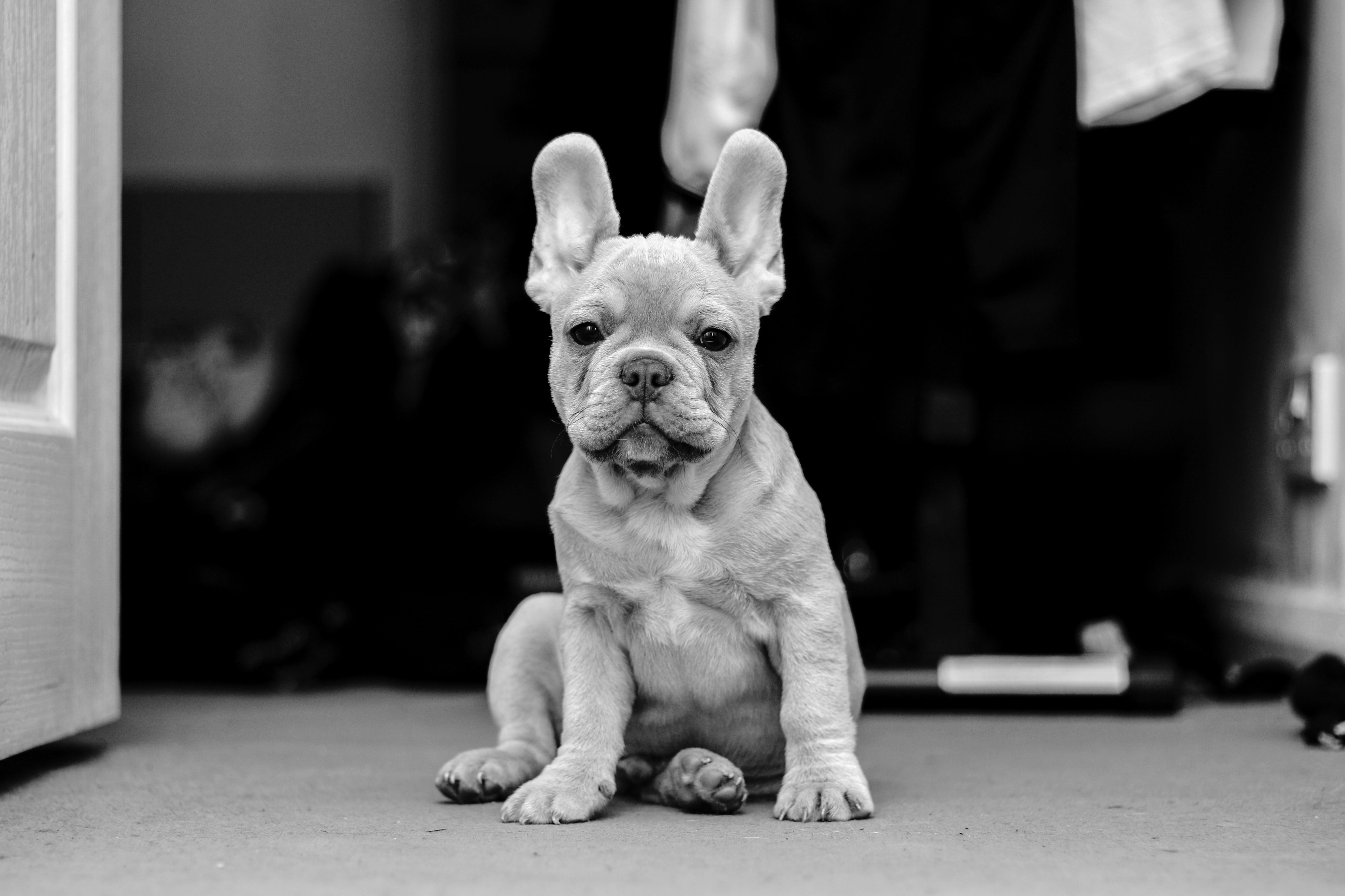 Top Tips for Welcoming Your New Puppy Home