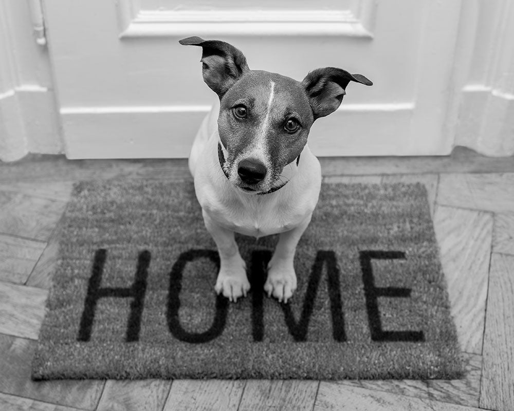 Dog isolated at home due to COVID-19