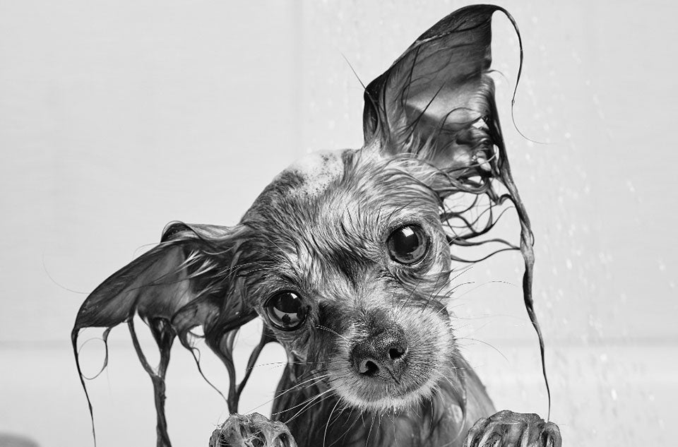 At-home grooming tips for the holiday season