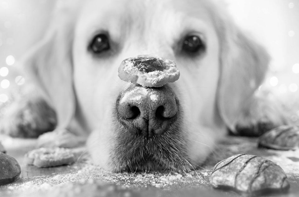 Christmas dangers your dog needs to avoid