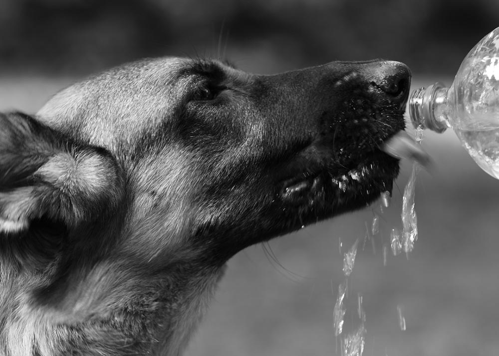 Top summer tips for a relaxed, happy and sun-safe dog