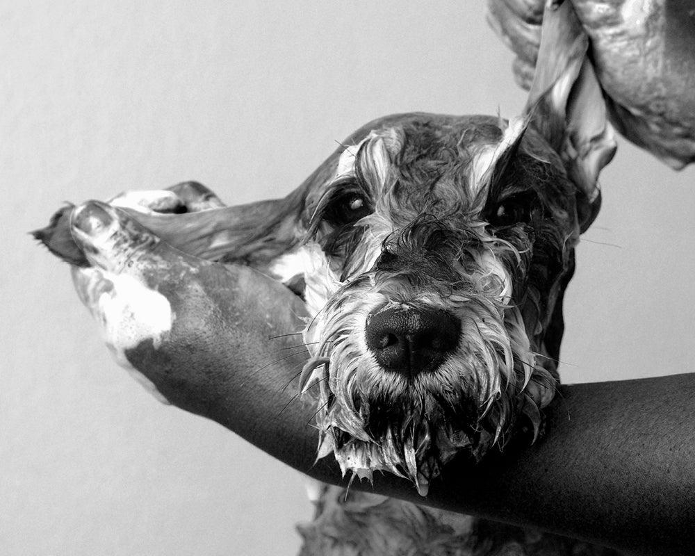 dog getting washed