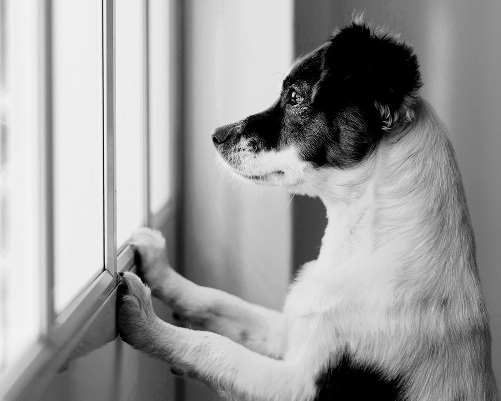 dog looking out window