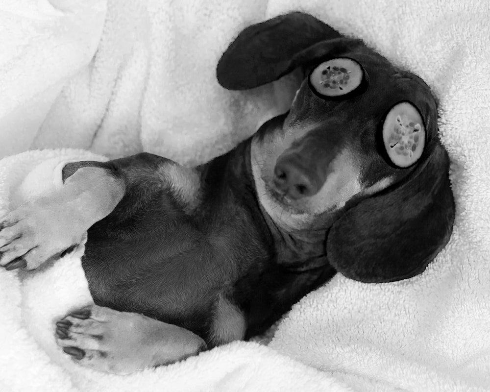 Dog sleeping with eye mask