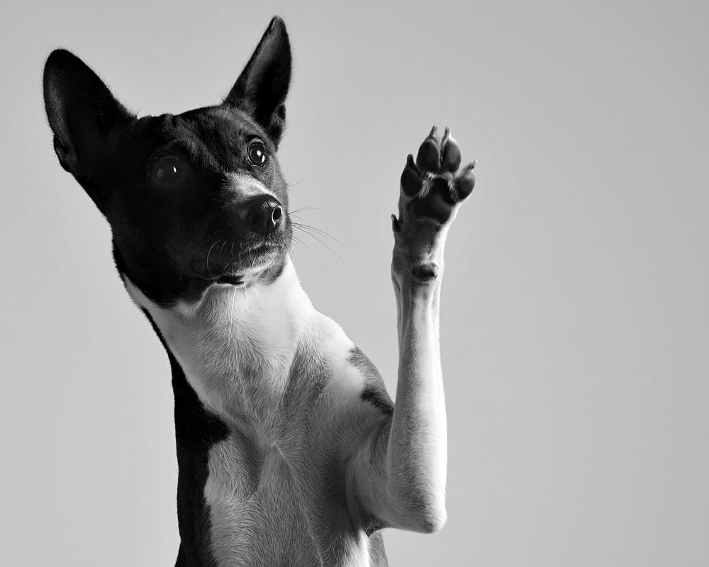 dog holding paw up