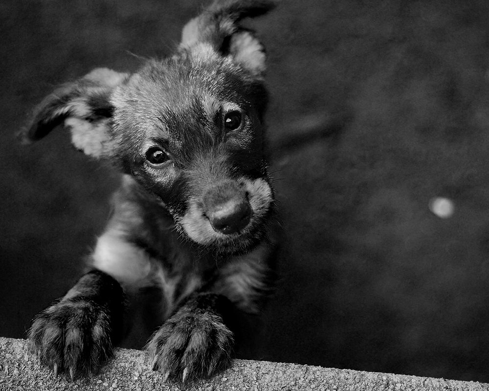 cute puppy looking at camera