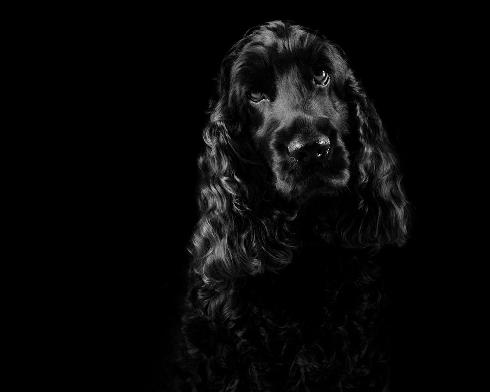 black and white dog photo