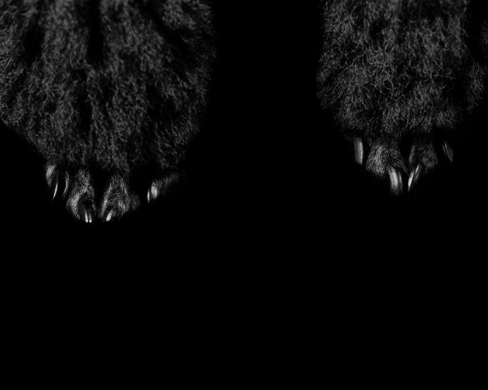 close up of dog paws