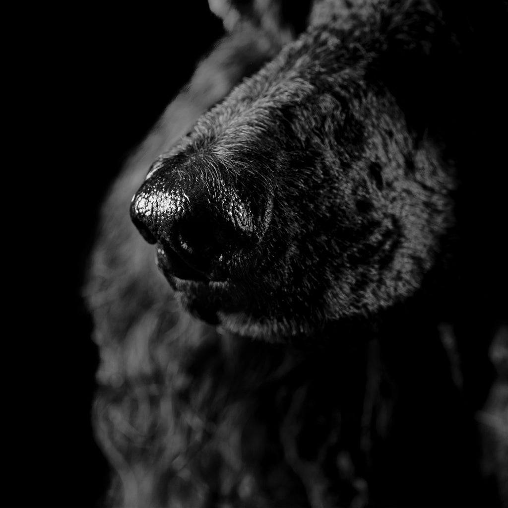 DOG NOSE FACTS YOU PROBABLY DIDN’T KNOW