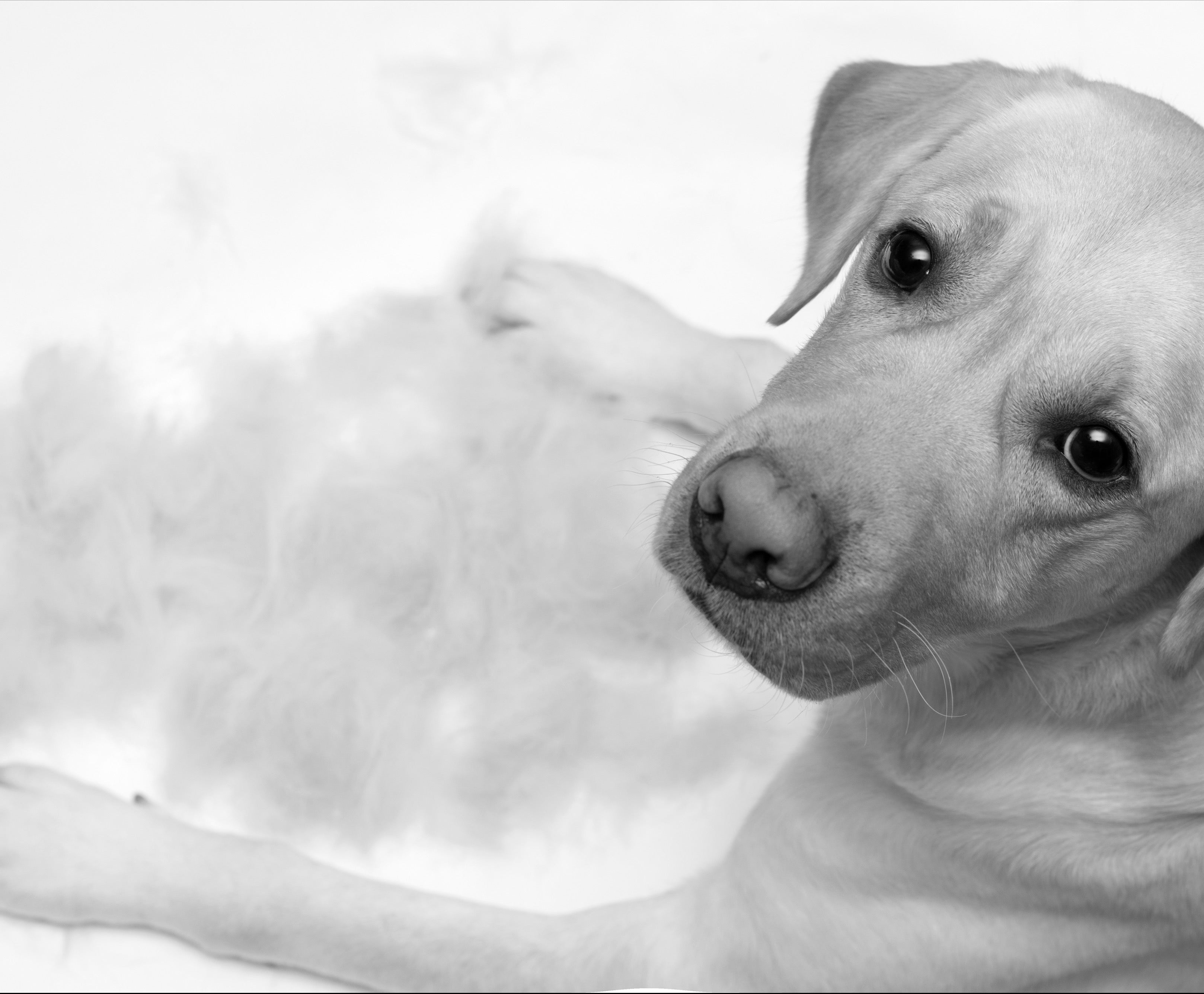 SPRING SEASON - DESHEDDING FOR DOGS