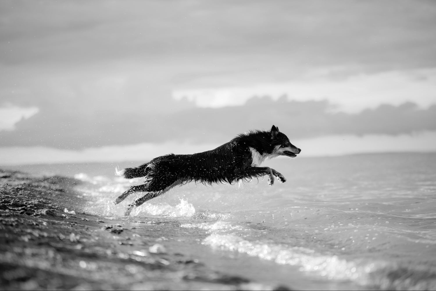The Ultimate Canine Beach Grooming Routine