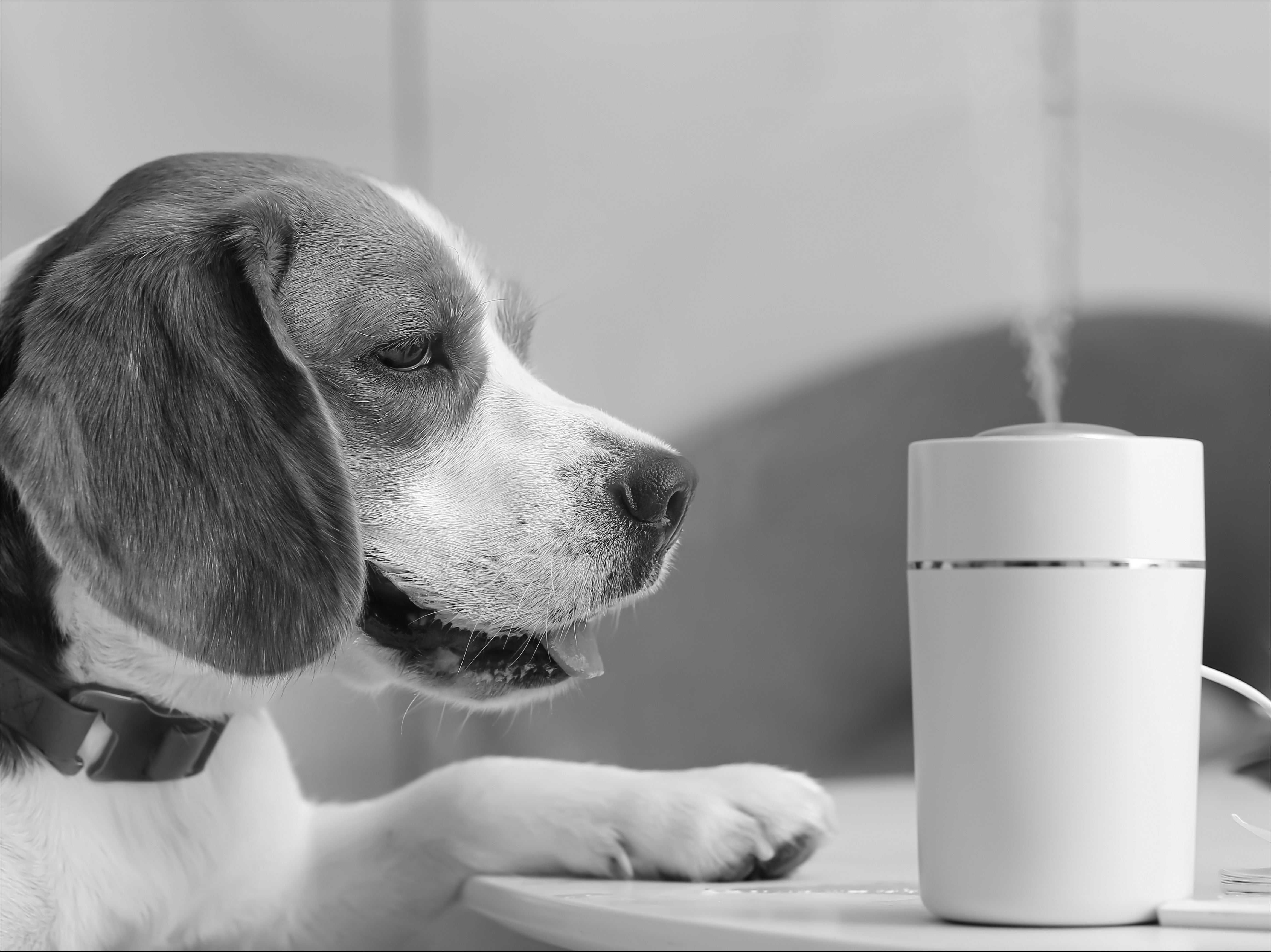HOW TO PROTECT YOUR DOG FROM ESSENTIAL OIL TOXICITY