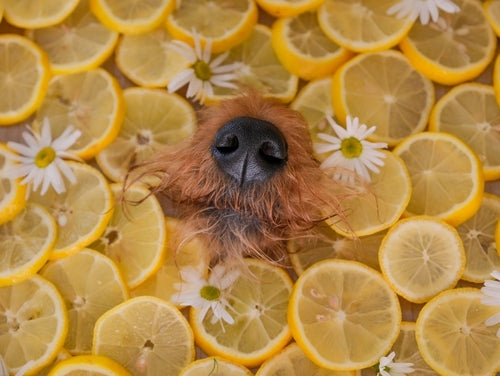 CITRUS SCENT IN SHAMPOOS: A Powerful Dog Repellent