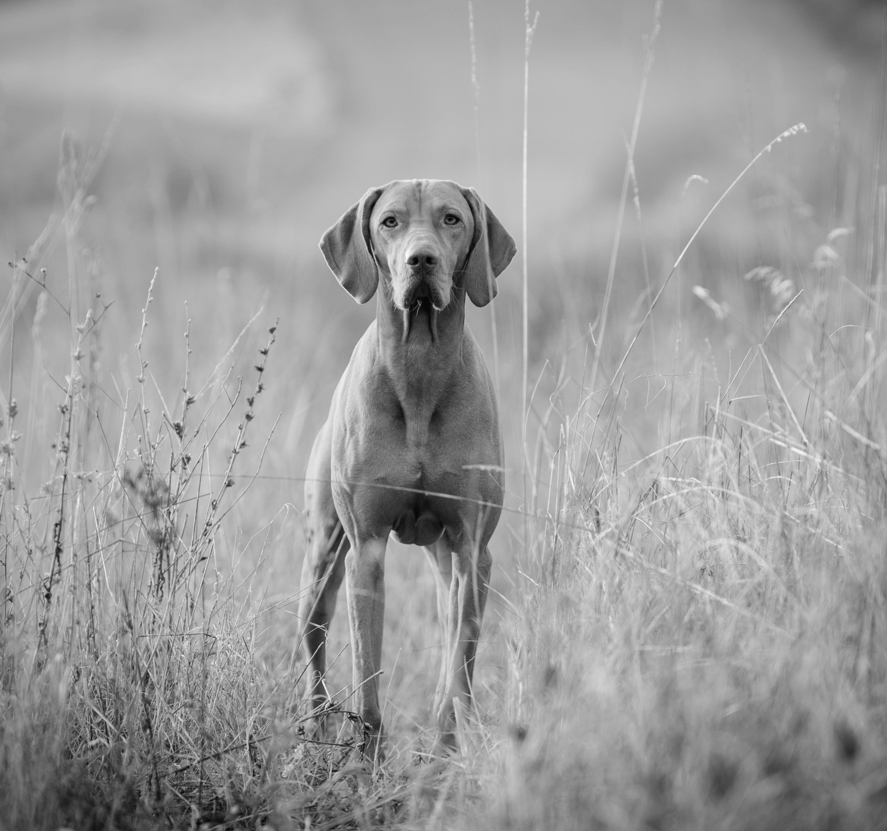 ULTIMATE GUIDE TO SPRING SKIN & COAT CARE FOR YOUR DOG IN NEW ZEALAND